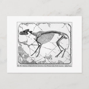 Hyracotherium venticolum Postkarte