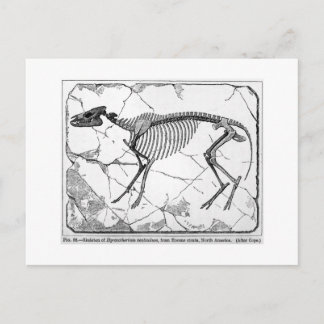 Hyracotherium venticolum Postkarte