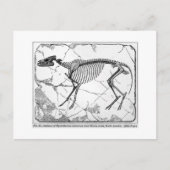 Hyracotherium venticolum Postkarte (Vorderseite)
