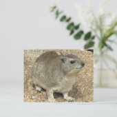 Hyrax Postkarte (Stehend Vorderseite)