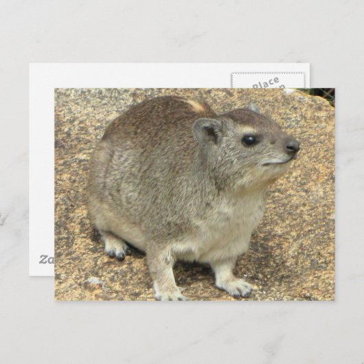 Hyrax Postkarte (Vorne/Hinten)