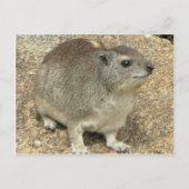 Hyrax Postkarte (Vorderseite)