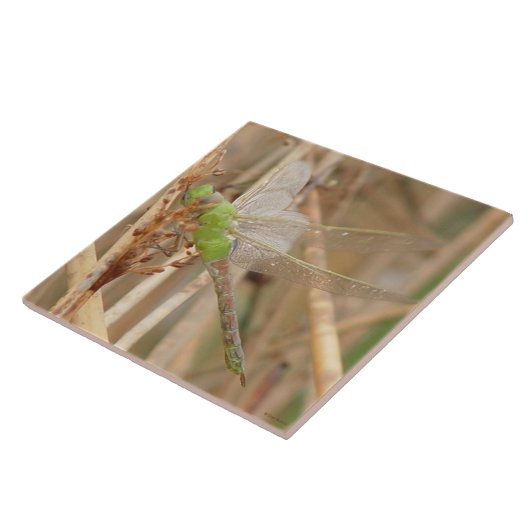 I1 Green Dragonfly Fliese (Seite)