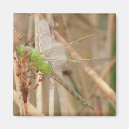 I1 Green Dragonfly Magnet