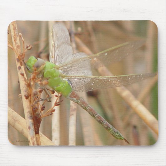 I1 Green Dragonfly Mousepad (Vorne)