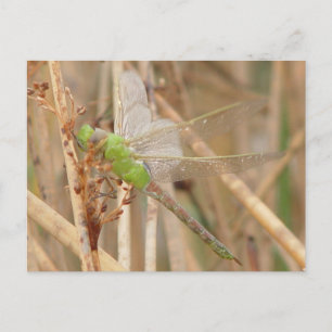 I1 Green Dragonfly Postkarte
