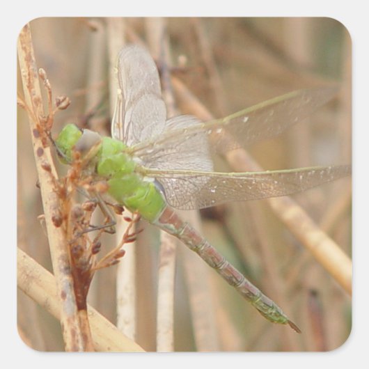 I1 Green Dragonfly Quadratischer Aufkleber (Vorderseite)