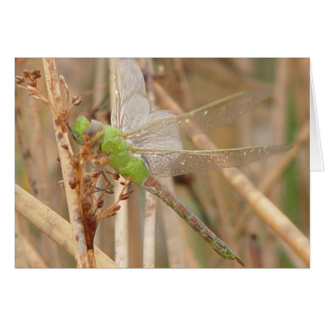 I1 Grüne Libelle (Vorderseite (Horizontal))