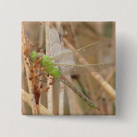 I1 Grüne Libelle Button (Vorderseite)