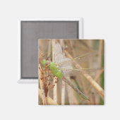 I1 Grüne Libelle Magnet (Vorderseite/Rückseite)