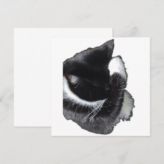 I Can't Even Right Meow (Vorne/Hinten)