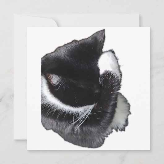 I Can't Even Right Meow (Vorderseite)