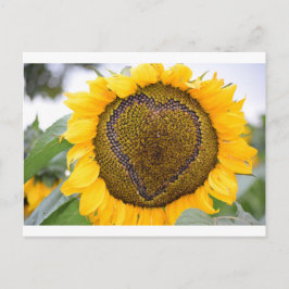 I Heart Sunflower Postkarte