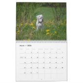 I Kalender der Liebe-weißer Boxer-2017 (Mär 2026)