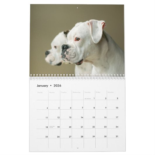 I Kalender der Liebe-weißer Boxer-2017 (Jan 2026)