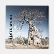 I Liebe Africa Baobab Tree Foto