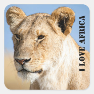 I Liebe Africa Portrait of a lioness Foto Quadratischer Aufkleber
