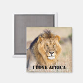 I Liebe Afrika Majestic lion Foto Magnet (Vorderseite/Rückseite)