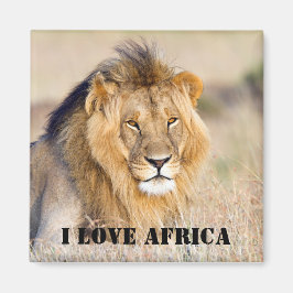 I Liebe Afrika Majestic lion Foto Magnet