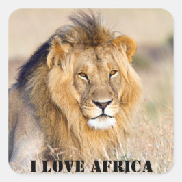 I Liebe Afrika Majestic lion Foto Quadratischer Aufkleber