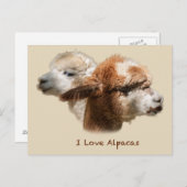 I Liebe Alpacas Postkarten (Vorne/Hinten)