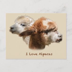 I Liebe Alpacas Postkarten