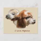 I Liebe Alpacas Postkarten (Vorderseite)