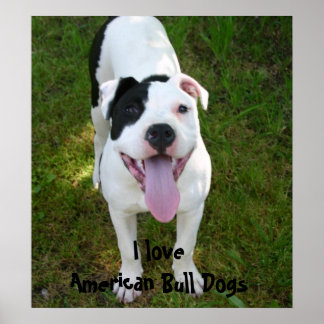 I Liebe American Bull Dogs Poster