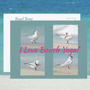 I Liebe Beach Yoga Royal Terns Posing Fotografisch Postkarte