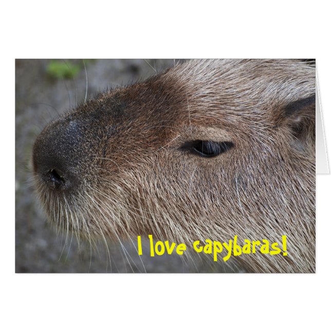 I Liebe Capybaras (Vorderseite (Horizontal))