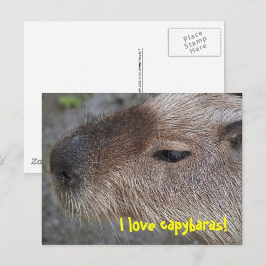 I Liebe Capybaras Postkarte (Vorne/Hinten)