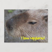 I Liebe Capybaras Postkarte (Vorderseite)