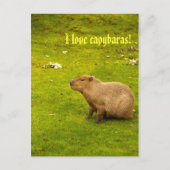 I Liebe Capybaras Postkarte (Vorderseite)