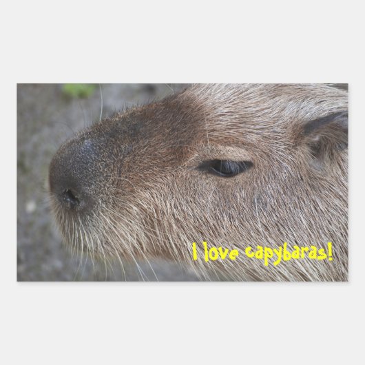 I Liebe Capybaras Rechteckiger Aufkleber (Vorderseite)