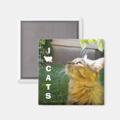 I Liebe Cats Magnet (Vorderseite/Rückseite)