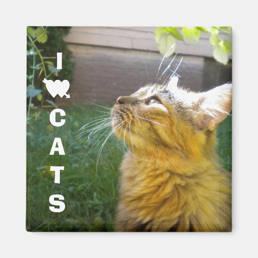 I Liebe Cats Magnet (Vorne)