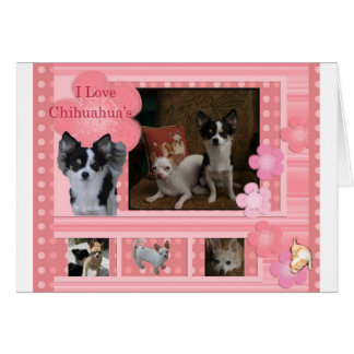 I Liebe Chihuahuas