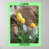 I LIEBE COLLIESE POSTER (Vorne)