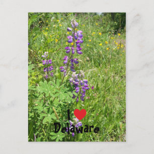 I Liebe Delaware Postkarte