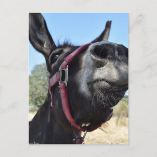 I Liebe-Esel! Postkarte