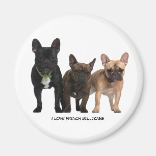 I Liebe French Bulldogs Magnet
