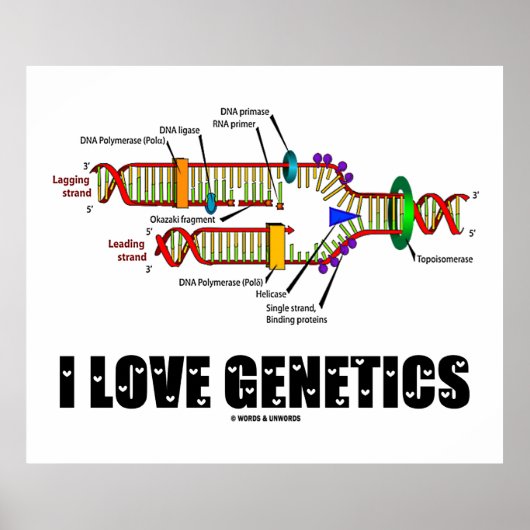 I Liebe Genetik (DNA-Replikation) Poster (Vorne)