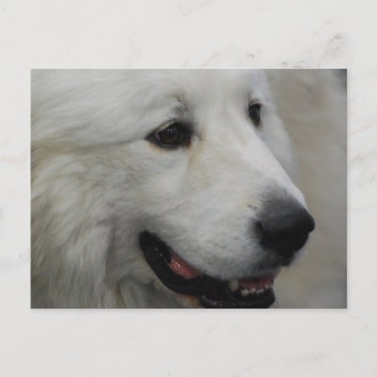 I Liebe Große Pyrenäen Postkarte (Vorderseite)
