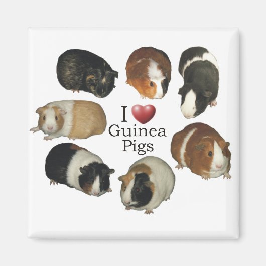 I Liebe Guinea Schweine Magnet (Vorne)