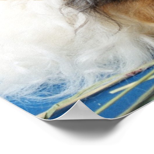 I Liebe Guinea Schweineplakat Poster (Ecke)