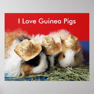 I Liebe Guinea Schweineplakat Poster