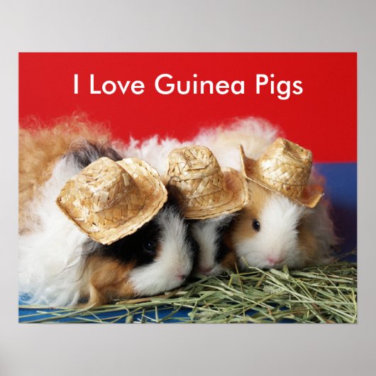 I Liebe Guinea Schweineplakat Poster (Vorne)