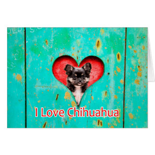 I Liebe Heart Chihuahua Dog