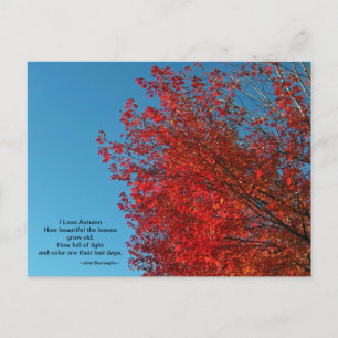 I Liebe Herbstpostkarte Postkarte