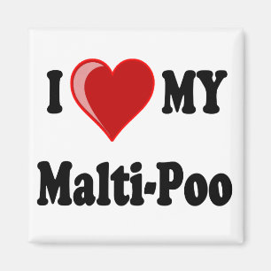 I Liebe (Herz) mein Malti-Poo Hund Magnet